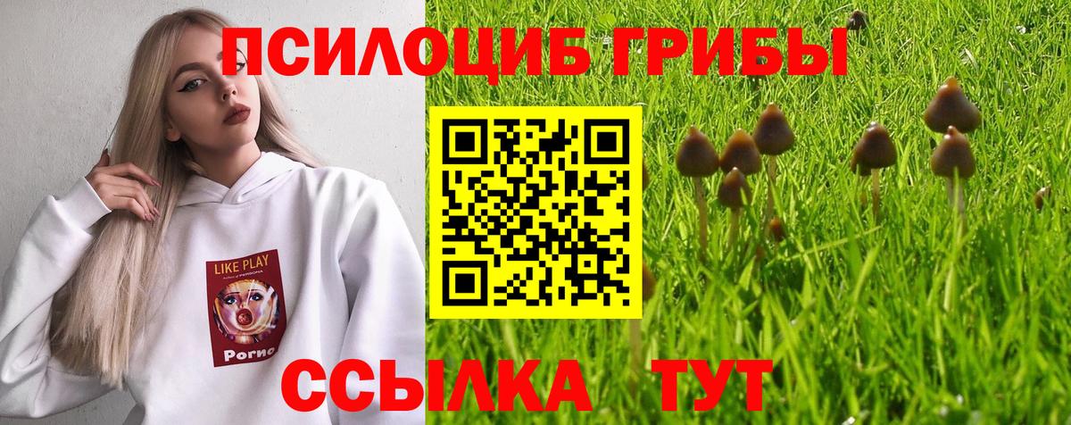 Псилоцибиновые грибы Cubensis Нурлат